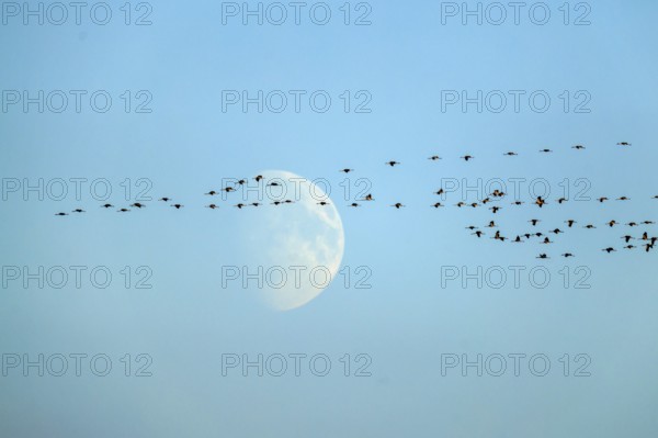 Swarm of cranes flying in the sky against a large moonbackdrop, crane (Grus grus) wildlife, Western Pomerania Lagoon Area National Park, Zingst, Mecklenburg-Western Pomerania, Germany