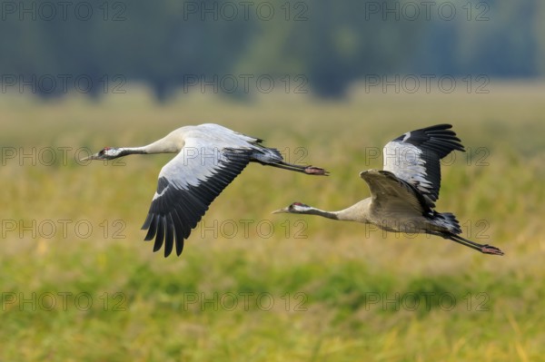 Two cranes fly side by side over a green meadow, crane (Grus grus) wildlife, Western Pomerania Lagoon Area National Park, Zingst, Mecklenburg-Western Pomerania, Germany