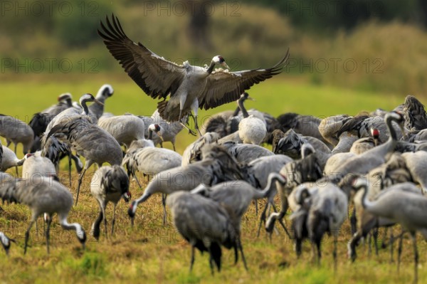 Crane flying over a large group of cranes, Crane (Grus grus) wildlife, Western Pomerania Lagoon Area National Park, Zingst, Mecklenburg-Western Pomerania, Germany