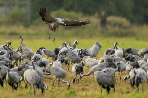 Crane flying over a large group of cranes in a meadow, crane (Grus grus) wildlife, Western Pomerania Lagoon Area National Park, Zingst, Mecklenburg-Western Pomerania, Germany