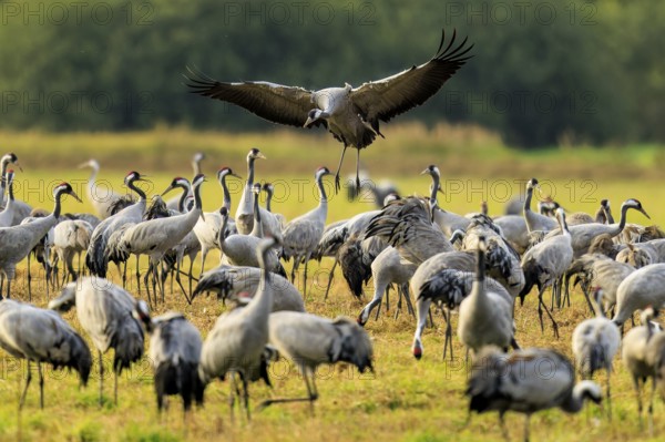 Many cranes in a meadow, one flying over the group, crane (Grus grus) wildlife, Western Pomerania Lagoon Area National Park, Zingst, Mecklenburg-Western Pomerania, Germany