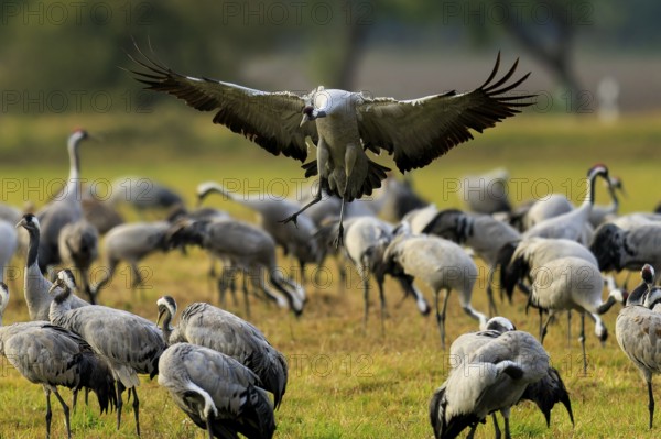 Flying crane over a group of cranes in a meadow, crane (Grus grus) wildlife, Western Pomerania Lagoon Area National Park, Zingst, Mecklenburg-Western Pomerania, Germany