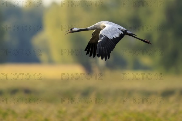 Crane flying over a blurred green landscape, crane (Grus grus) wildlife, Western Pomerania Lagoon Area National Park, Zingst, Mecklenburg-Western Pomerania, Germany