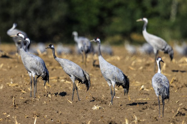 Group of cranes standing in a brown field, crane (Grus grus) wildlife, Western Pomerania Lagoon Area National Park, Zingst, Mecklenburg-Western Pomerania, Germany