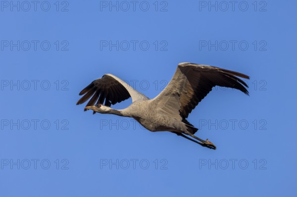 Single crane flying with spread wings in blue sky, crane (Grus grus) wildlife, Western Pomerania Lagoon Area National Park, Zingst, Mecklenburg-Western Pomerania, Germany