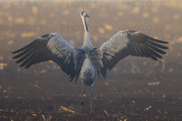 A crane spreads its wings wide on a brown field, Crane (Grus grus) wildlife, Western Pomerania Lagoon Area National Park, Zingst, Mecklenburg-Western Pomerania, Germany