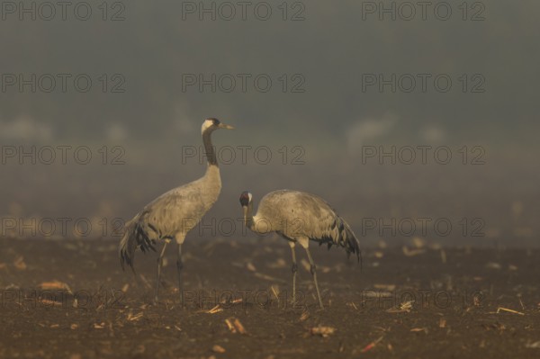 Two cranes stand quietly in foggy morning light, Crane (Grus grus) wildlife, Western Pomerania Lagoon Area National Park, Zingst, Mecklenburg-Western Pomerania, Germany