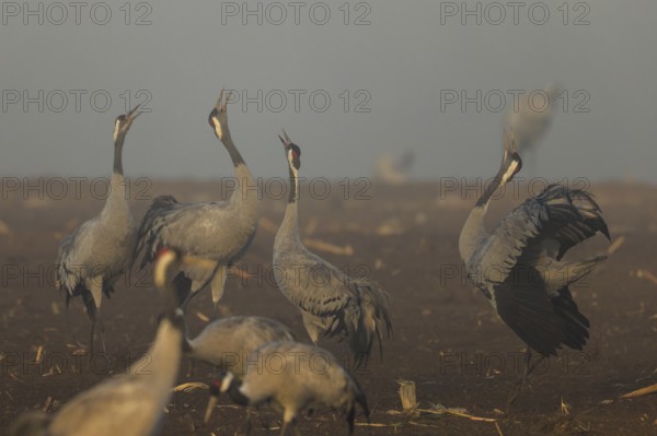 Group of cranes calling at foggy dawn, crane (Grus grus) wildlife, Western Pomerania Lagoon Area National Park, Zingst, Mecklenburg-Western Pomerania, Germany