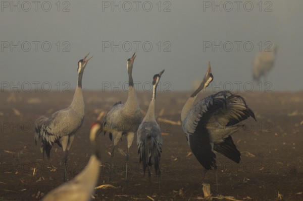 Several cranes call in a foggy field, crane (Grus grus) wildlife, Western Pomerania Lagoon Area National Park, Zingst, Mecklenburg-Western Pomerania, Germany