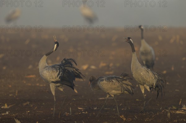 Cranes gather in a foggy field at dawn, Crane (Grus grus) wildlife, Western Pomerania Lagoon Area National Park, Zingst, Mecklenburg-Western Pomerania, Germany