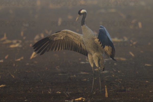 A crane stands with wings spread out in the morning fog in a field, crane (Grus grus) wildlife, Western Pomerania Lagoon Area National Park, Zingst, Mecklenburg-Western Pomerania, Germany