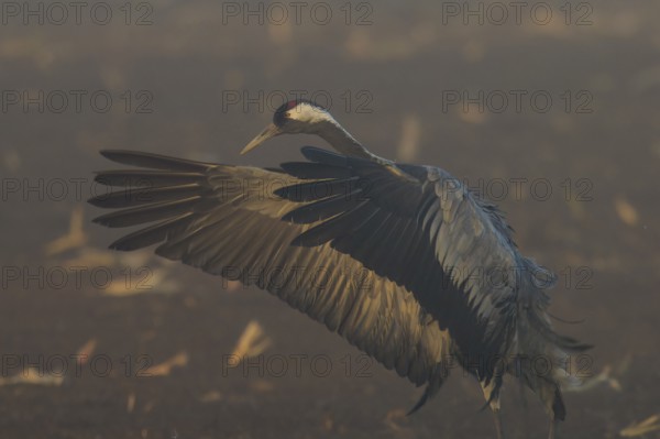 Close-up of a crane with spread wings against a foggy background, crane (Grus grus) wildlife, Western Pomerania Lagoon Area National Park, Zingst, Mecklenburg-Western Pomerania, Germany