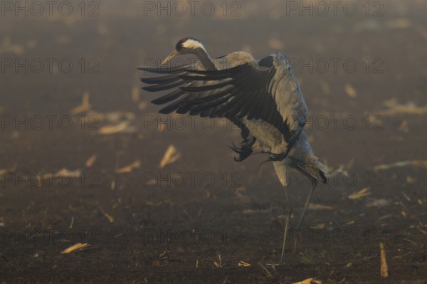 A crane spreads its wings in a dynamic movement in the field, Crane (Grus grus) wildlife, Western Pomerania Lagoon Area National Park, Zingst, Mecklenburg-Western Pomerania, Germany