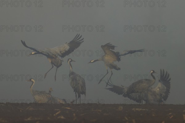 Cranes landing and flying in fog in an open field, crane (Grus grus) wildlife, Western Pomerania Lagoon Area National Park, Zingst, Mecklenburg-Western Pomerania, Germany