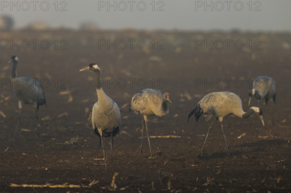 Cranes stand in a quiet brown field at dawn, Crane (Grus grus) wildlife, Western Pomerania Lagoon Area National Park, Zingst, Mecklenburg-Western Pomerania, Germany