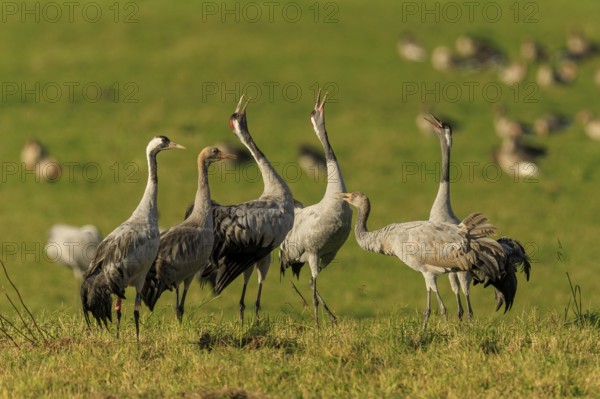 Group of cranes on a green field in daylight, crane (Grus grus) wildlife, Western Pomerania Lagoon Area National Park, Zingst, Mecklenburg-Western Pomerania, Germany
