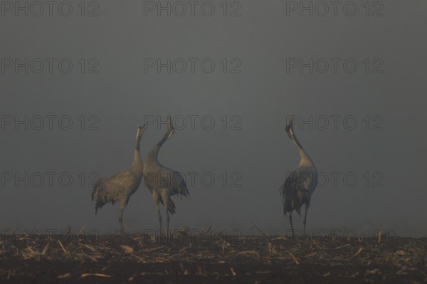 Three cranes courtship in morning fog in a field, crane (Grus grus) wildlife, Western Pomerania Lagoon Area National Park, Zingst, Mecklenburg-Western Pomerania, Germany