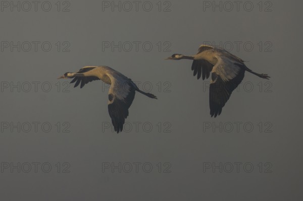 Two cranes flying against grey skies at dusk, Crane (Grus grus) wildlife, Western Pomerania Lagoon Area National Park, Zingst, Mecklenburg-Western Pomerania, Germany