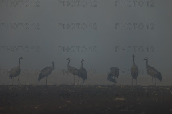 Silhouettes of cranes in fog at dawn in a field, crane (Grus grus) wildlife, Western Pomerania Lagoon Landscape National Park, Zingst, Mecklenburg-Western Pomerania, Germany