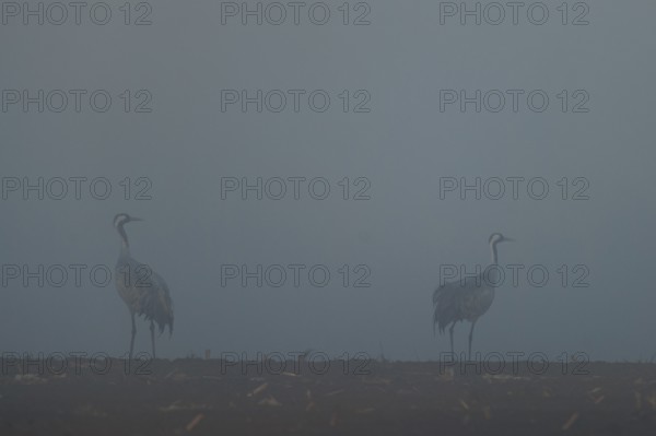 Two cranes standing in a field in thick fog, Crane (Grus grus) wildlife, Western Pomerania Lagoon Area National Park, Zingst, Mecklenburg-Western Pomerania, Germany