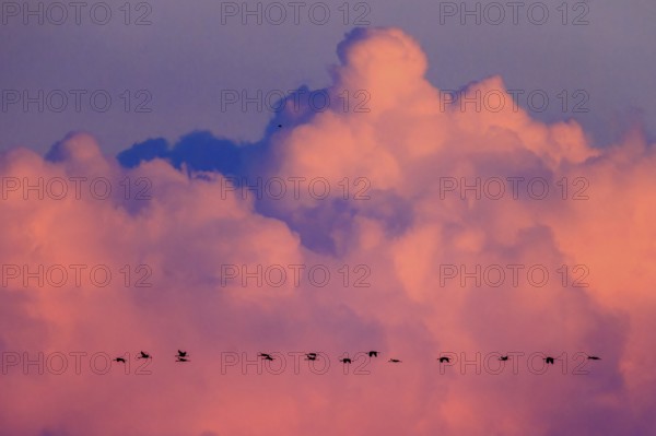 Birds move against a sky with pink clouds at dusk, crane (Grus grus) wildlife, Western Pomerania Lagoon Area National Park, Zingst, Mecklenburg-Western Pomerania, Germany