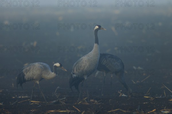 Three cranes stand still in a foggy field at dawn, Crane (Grus grus) wildlife, Western Pomerania Lagoon Area National Park, Zingst, Mecklenburg-Western Pomerania, Germany