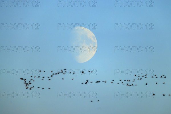 Birds form patterns flying in front of a bright morning moon, crane (Grus grus) wildlife, Western Pomerania Lagoon Area National Park, Zingst, Mecklenburg-Western Pomerania, Germany