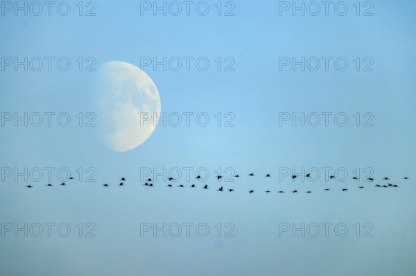 A group of birds flying in line in front of a semi-visible moon, Crane (Grus grus) wildlife, Western Pomerania Lagoon Area National Park, Zingst, Mecklenburg-Western Pomerania, Germany