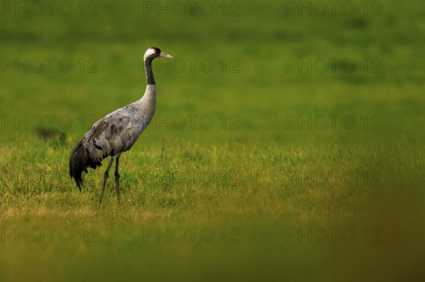 A lonely crane is located in an extensive green field, Crane (Grus grus) wildlife, Western Pomerania Lagoon Area National Park, Zingst, Mecklenburg-Western Pomerania, Germany