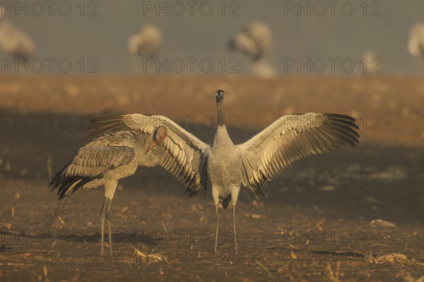 A crane with spread wings stands next to another, crane (Grus grus) wildlife, Western Pomerania Lagoon Area National Park, Zingst, Mecklenburg-Western Pomerania, Germany