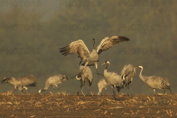 Cranes, one in the middle raising its wings, crane (Grus grus) wildlife, Western Pomerania Lagoon Area National Park, Zingst, Mecklenburg-Western Pomerania, Germany