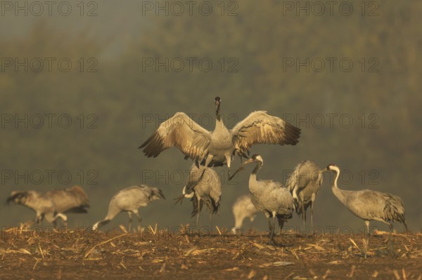 Cranes in the golden morning light, one raises his wings, crane (Grus grus) wildlife, Western Pomerania Lagoon Area National Park, Zingst, Mecklenburg-Western Pomerania, Germany