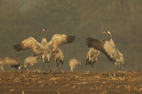 Cranes, some of which spread their wings against a foggy backdrop, crane (Grus grus) wildlife, Western Pomerania Lagoon Area National Park, Zingst, Mecklenburg-Western Pomerania, Germany