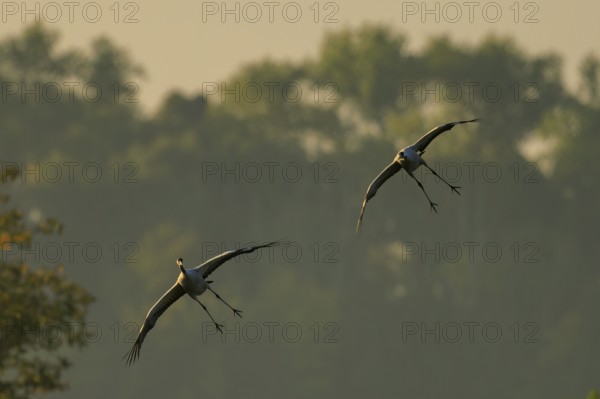Two cranes flying in front of hazy trees in the morning light, Crane (Grus grus) wildlife, Western Pomerania Lagoon Area National Park, Zingst, Mecklenburg-Western Pomerania, Germany