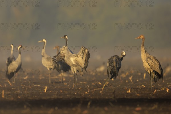Cranes in a field, one spreading its wings, crane (Grus grus) wildlife, Western Pomerania Lagoon Area National Park, Zingst, Mecklenburg-Western Pomerania, Germany