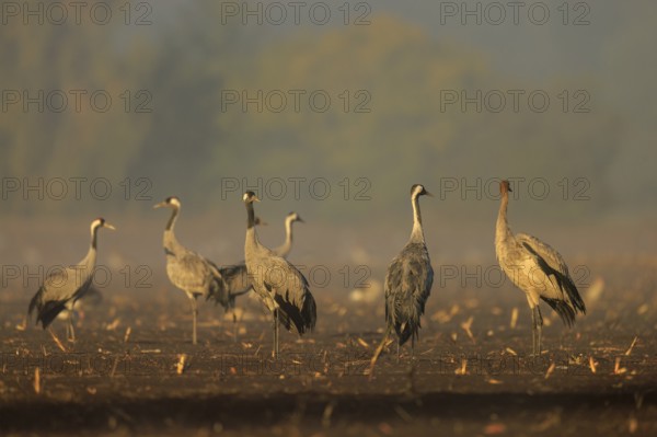 Group of cranes in the morning haze in a field, crane (Grus grus) wildlife, Western Pomerania Lagoon Area National Park, Zingst, Mecklenburg-Western Pomerania, Germany