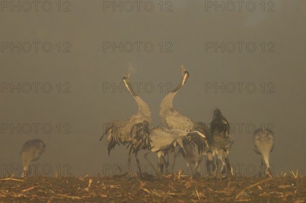 Two cranes dance with raised wings in a foggy atmosphere, crane (Grus grus) wildlife, Western Pomerania Lagoon Area National Park, Zingst, Mecklenburg-Western Pomerania, Germany