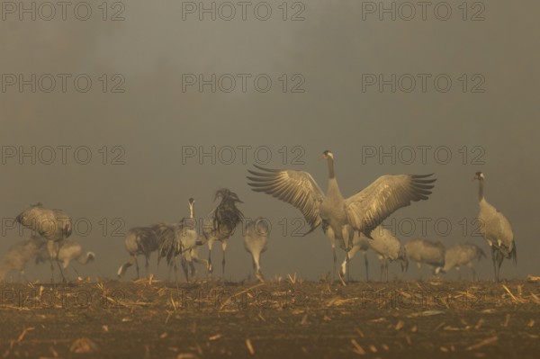 Group of cranes with spread wings at foggy dawn, crane (Grus grus) wildlife, Western Pomerania Lagoon Area National Park, Zingst, Mecklenburg-Western Pomerania, Germany