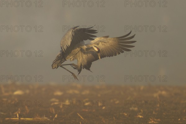 A crane flies with spread wings through the foggy morning, crane (Grus grus) wildlife, Western Pomerania Lagoon Area National Park, Zingst, Mecklenburg-Western Pomerania, Germany