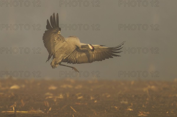 A crane flying with spread wings in a foggy landscape, crane (Grus grus) wildlife, Western Pomerania Lagoon Area National Park, Zingst, Mecklenburg-Western Pomerania, Germany