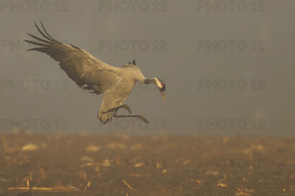 A crane hovers above the ground in a foggy autumn scene, Crane (Grus grus) wildlife, Western Pomerania Lagoon Area National Park, Zingst, Mecklenburg-Western Pomerania, Germany