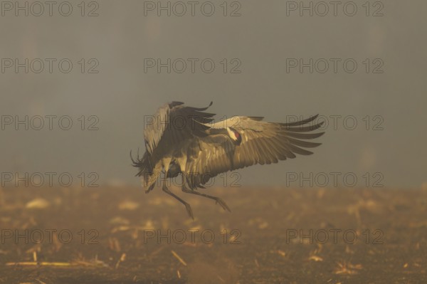 A crane in the air with wings spread over foggy ground, crane (Grus grus) wildlife, Western Pomerania Lagoon Area National Park, Zingst, Mecklenburg-Western Pomerania, Germany