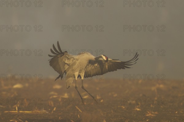 A crane landing with spread wings in a foggy landscape, crane (Grus grus) wildlife, Western Pomerania Lagoon Area National Park, Zingst, Mecklenburg-Western Pomerania, Germany