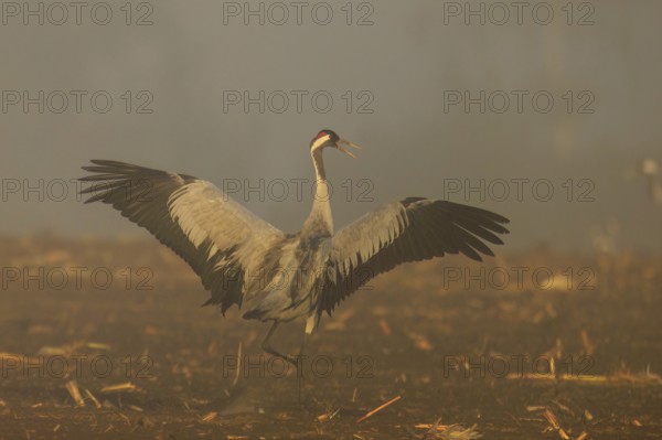 A single crane shows its wings in the morning fog, crane (Grus grus) wildlife, Western Pomerania Lagoon Area National Park, Zingst, Mecklenburg-Western Pomerania, Germany