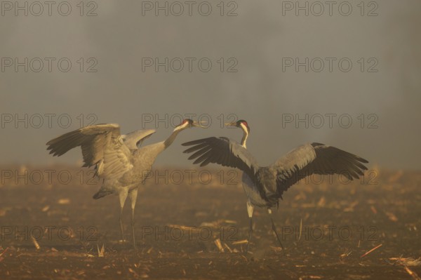Two cranes talking with spread wings in a foggy atmosphere, crane (Grus grus) wildlife, Western Pomerania Lagoon Area National Park, Zingst, Mecklenburg-Western Pomerania, Germany