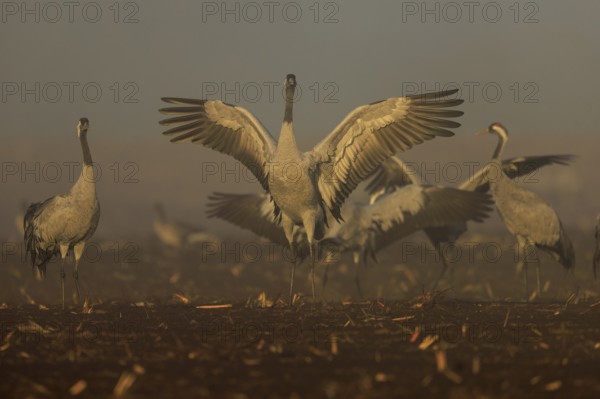 Cranes with spread wings in a foggy morning mood in autumn, crane (Grus grus) wildlife, Western Pomerania Lagoon Area National Park, Zingst, Mecklenburg-Western Pomerania, Germany