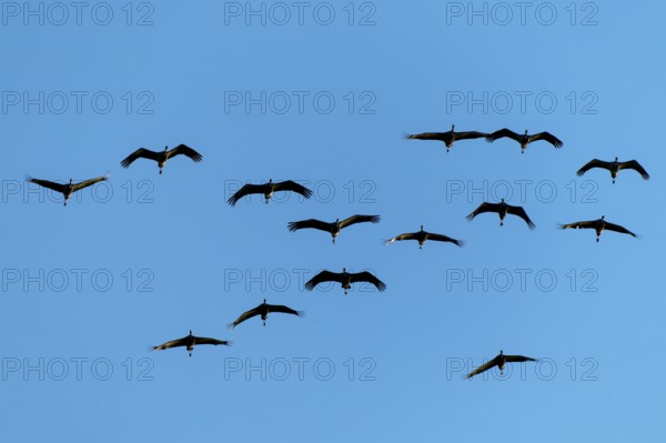 A group of cranes flying in formation against a clear blue sky, Crane (Grus grus) wildlife, Western Pomerania Lagoon Area National Park, Zingst, Mecklenburg-Western Pomerania, Germany