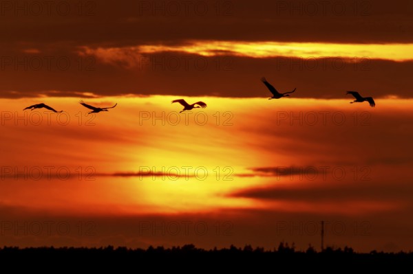 Cranes flying in front of a dramatic sunset, crane (Grus grus) wildlife, Western Pomerania Lagoon Area National Park, Zingst, Mecklenburg-Western Pomerania, Germany