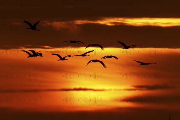 Flock of birds against the orange evening sky, crane (Grus grus) wildlife, Western Pomerania Lagoon Area National Park, Zingst, Mecklenburg-Western Pomerania, Germany