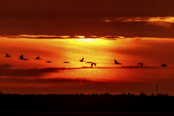 Birds fly over the horizon at dramatic sunset, crane (Grus grus) wildlife, Western Pomerania Lagoon Area National Park, Zingst, Mecklenburg-Western Pomerania, Germany